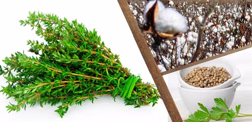 ΒΙΟΜΗΧΑΝΙΚΑ ΚΑΙ ΑΡΩΜΑΤΙΚΑ ΦΥΤΑ