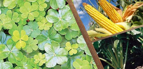 ΚΤΗΝΟΤΡΟΦΙΚΑ ΦΥΤΑ