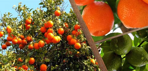 ΕΣΠΕΡΙΔΟΕΙΔΗ