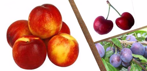 ΠΥΡΗΝΟΚΑΡΠΑ