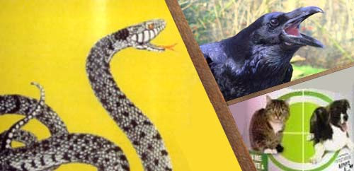 Απωθητικά ζώων και ερπετών