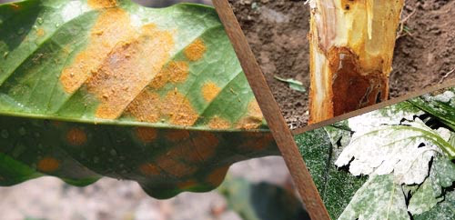 Σύνδεσμος για Ασθένειες φυτών