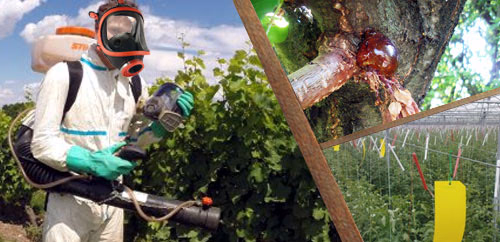 Φυτοπροστασία