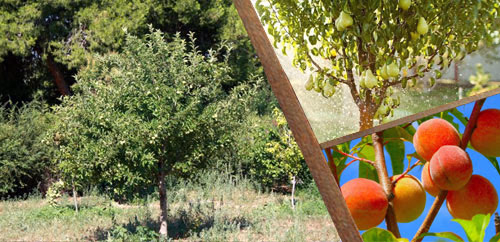 Καρποφόρα Δέντρα