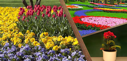 Καλλωπιστικά φυτά