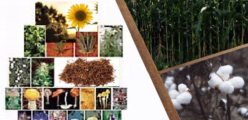 Βιομηχανικά φυτά 