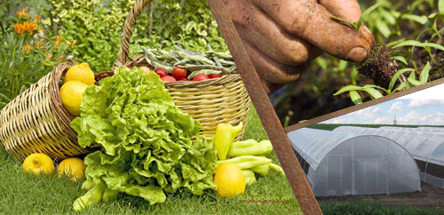 Οδηγοί καλλιέργειας