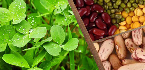 Ψυχανθή και Όσπρια