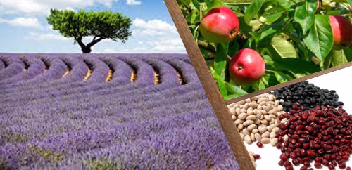 Γενικά γεωπονικά θέματα