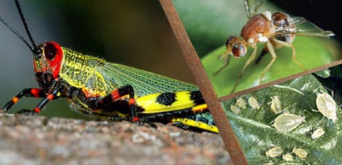 Σύνδεσμος για Ζωικούς εχθρούς