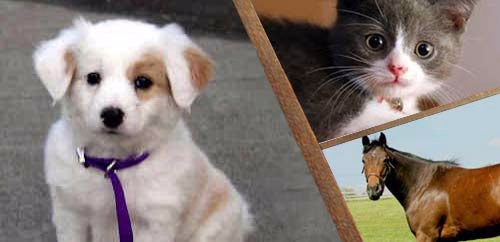 Απωθητικά εντόμων για ζώα