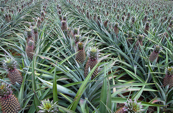 ananas