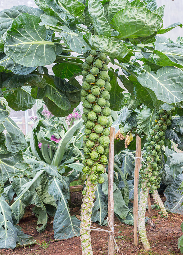 brussel_sprouts
