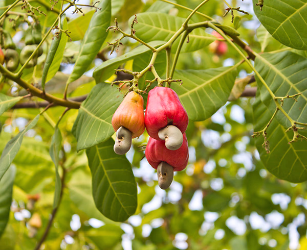 cashew