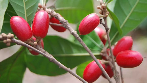Miiracle berry - 20 εξωτικά φρούτα που δεν έχουμε ξανακούσει!