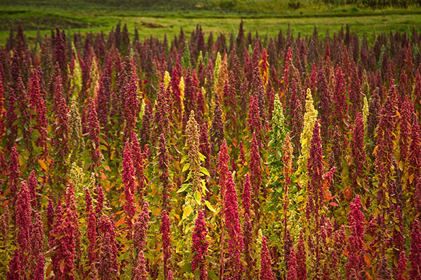 quinoa